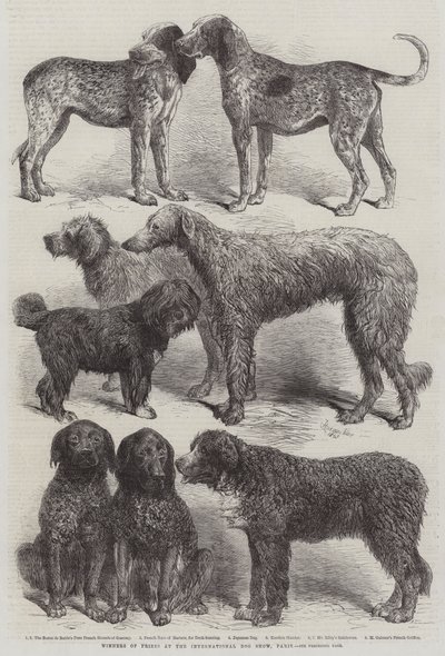 Vindere af priser på den internationale hundeudstilling, Paris af Harrison William Weir